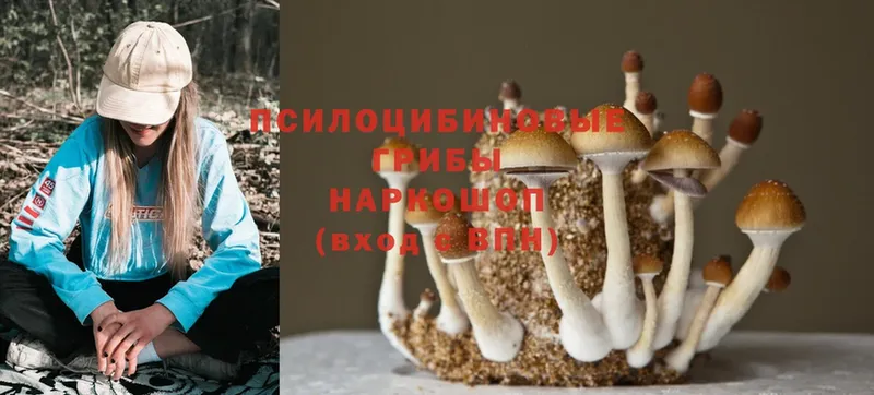 Галлюциногенные грибы Magic Shrooms  MEGA   Медынь 